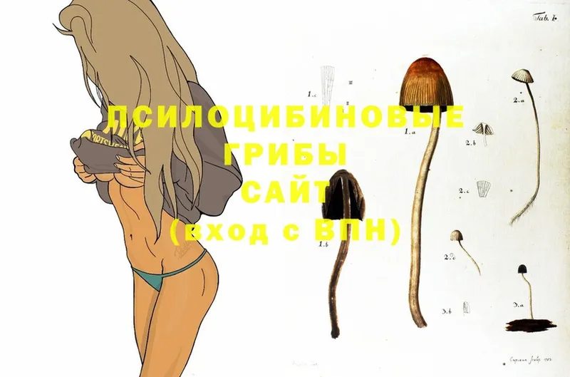 Галлюциногенные грибы Cubensis  Воткинск 